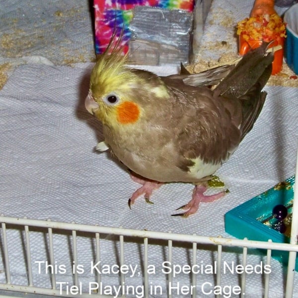 gray cockatiel in birdcage