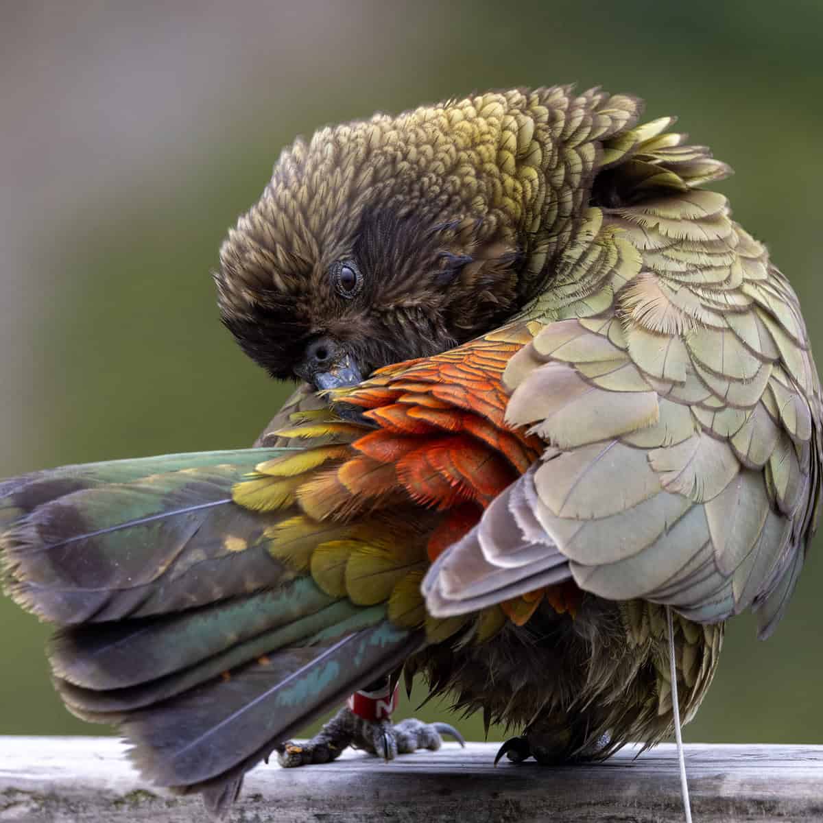 The Importance of Sleep for Parrots: Create a Sleep Environment