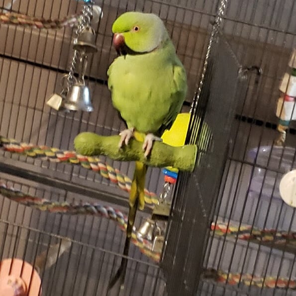 indian green parrot in cage