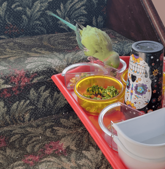 Ringneck eating from dishes sitting on carpeted stairs