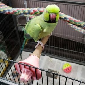 How Do I Rescue an African Ringneck Parrot?