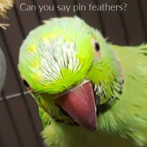 How Do I Cut and Care for My Pet Bird’s Feathers?