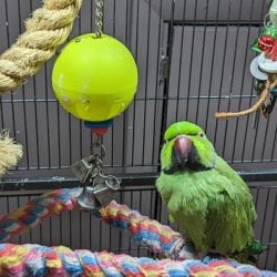 African ringneck in birdcage surrounded by toys looking up