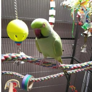 African ringneck on booda comfy rope perch