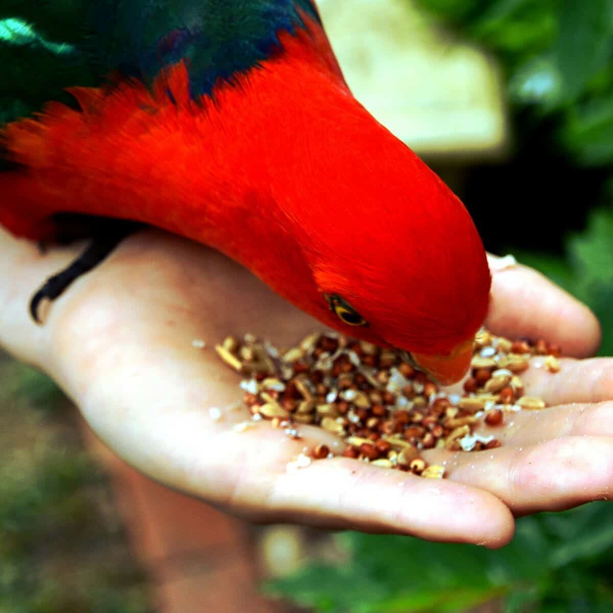 Category Food By Type Windy City Parrot