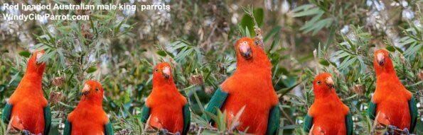 6 King Parrots in the wild