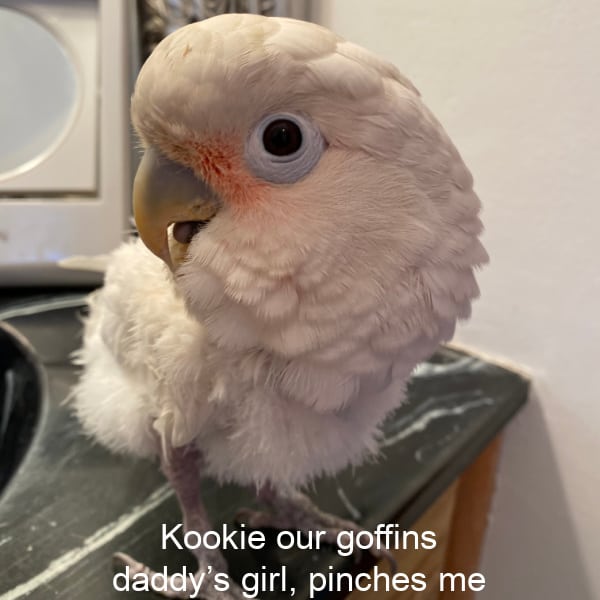 Close up goffin cockatoo parrot