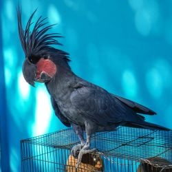 Large black king cockatoo standing on top of birdcage