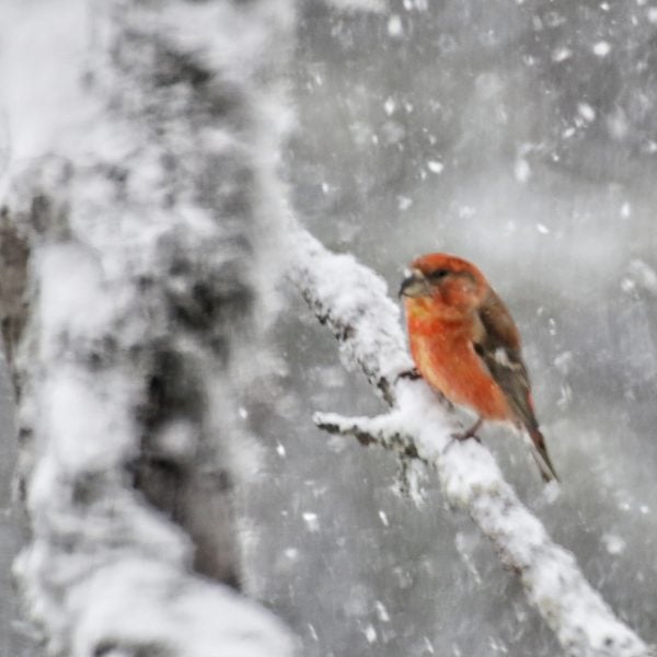 At Last, The Secret To How Do Birds Stay Alive During Winter Is Revealed