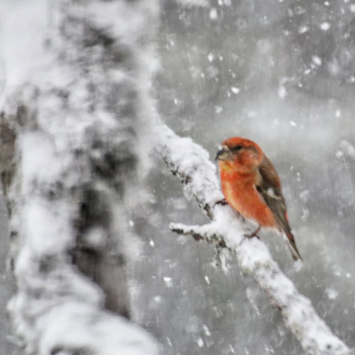 At Last, The Secret To How Do Birds Stay Alive During Winter Is Revealed