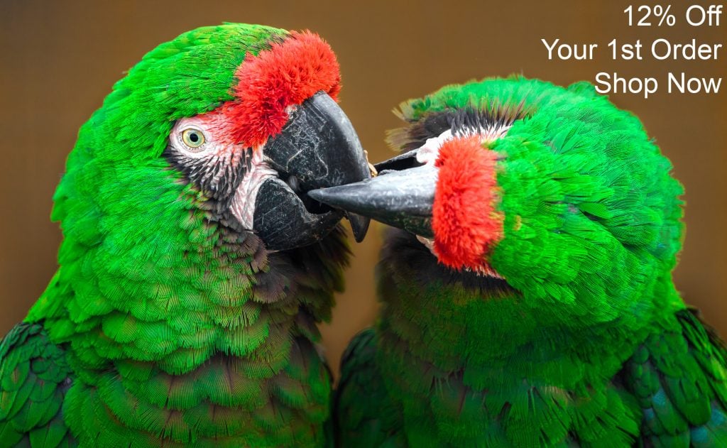 2 military macaws beaking