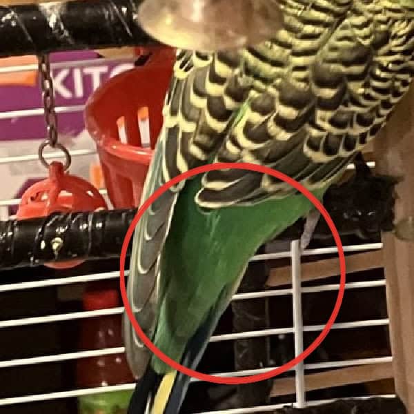 Lemon's Missing Flight Feathers on right side of body