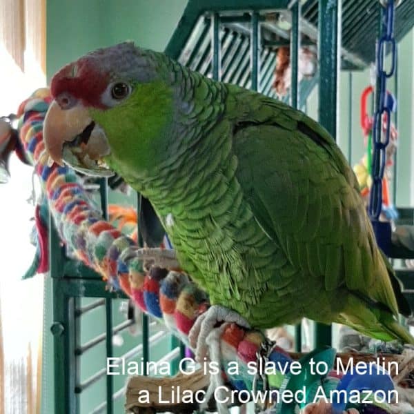 Lilac Crowned amazon parrot on birdcage