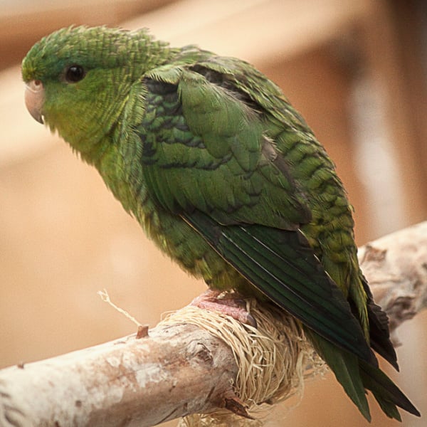 Housing for a Lineolated Parakeet