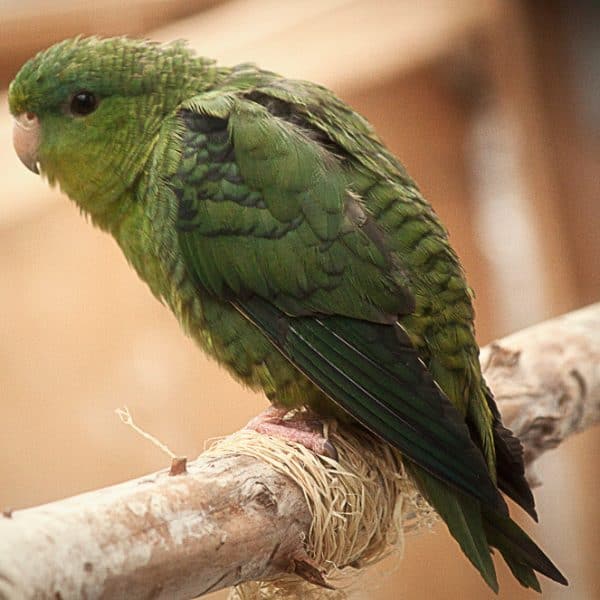 Food for Lineolated Parakeets