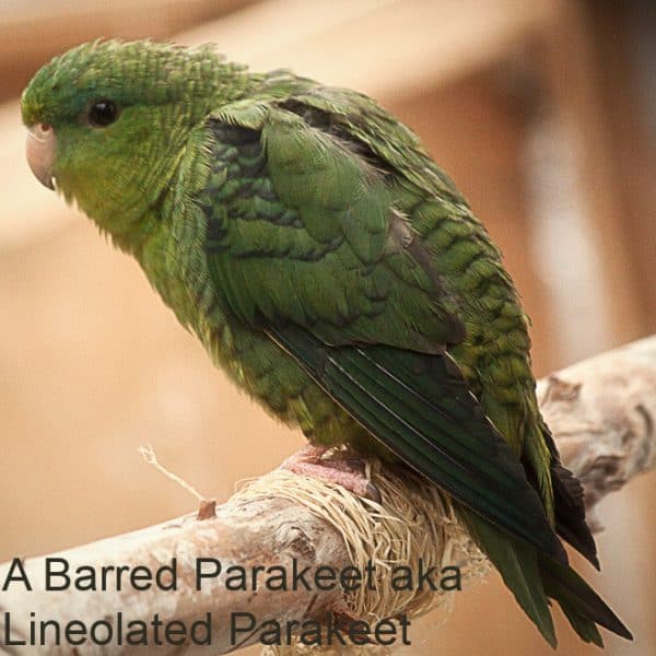 A Barred Parakeet (also known as Lineolated Parakeet)