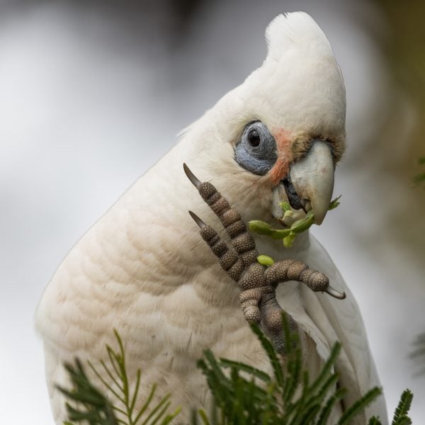 Tanimbar corella (Cacatua goffiniana), also known as Goffin's cockatoo or Tanimbar cockatoo,