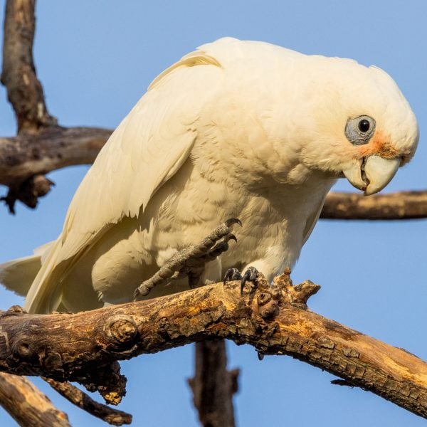 Little corella cockatoo parrot Unlocking the Secrets of Goffin’s Cockatoo Problem Solving