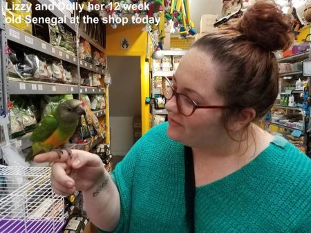 lizzy and dolly senegal parrot in the windy city parrot birdie b