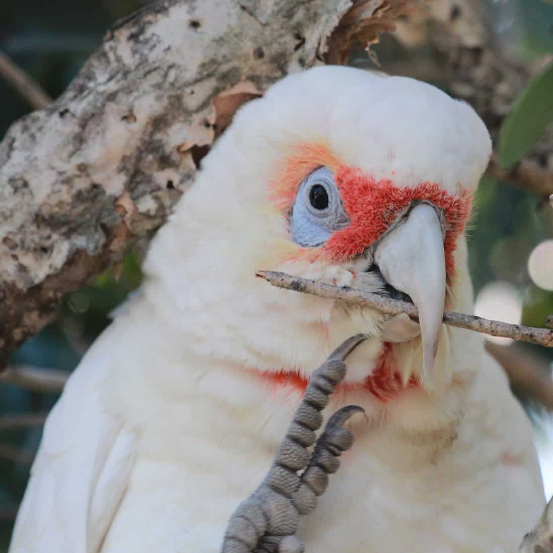 How Do Parrots Engage in Foraging and Enrichment?