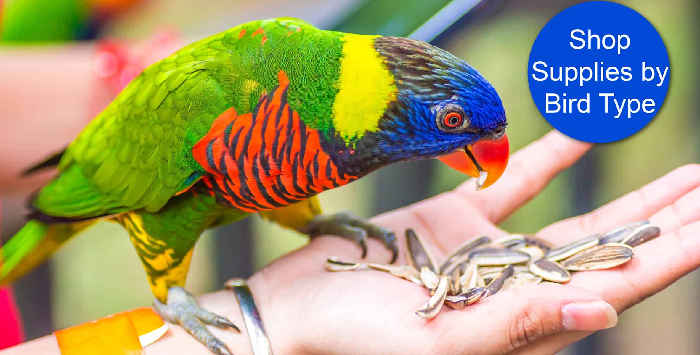 Rainbow lorikeet eating sunflower seeds from female hand