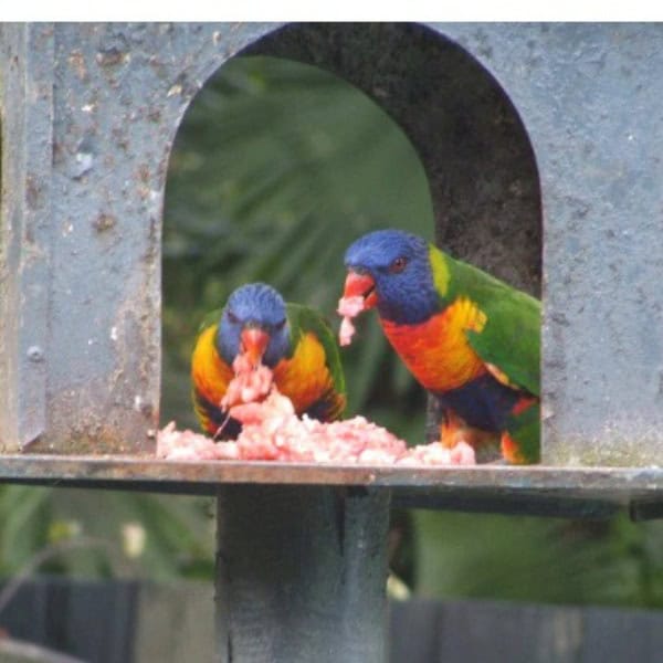 Do Parrots Eat Meat? Rainbow Lorikeets Prefer It Raw