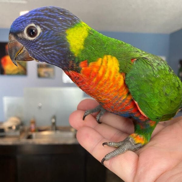 Rainbow lorikeet on mans hand