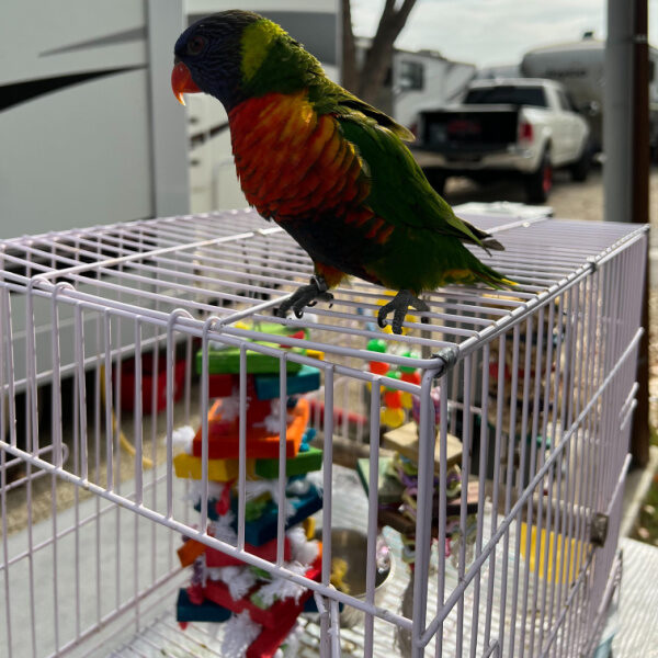 Parrot supply store sale