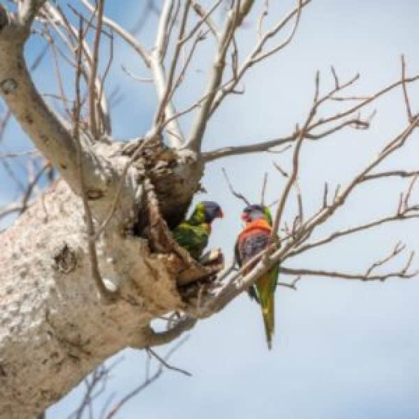 Making Your Own Bird Safe Birdcage Perches