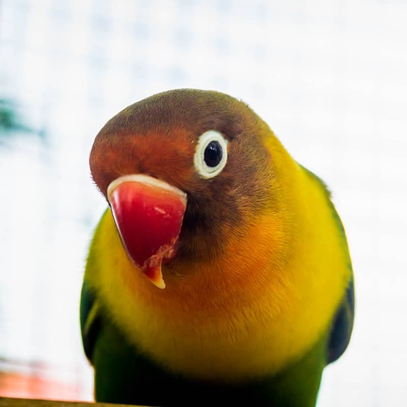 Parrotlet vs Lovebird ~ A Comparison of Two Small Pet Birds