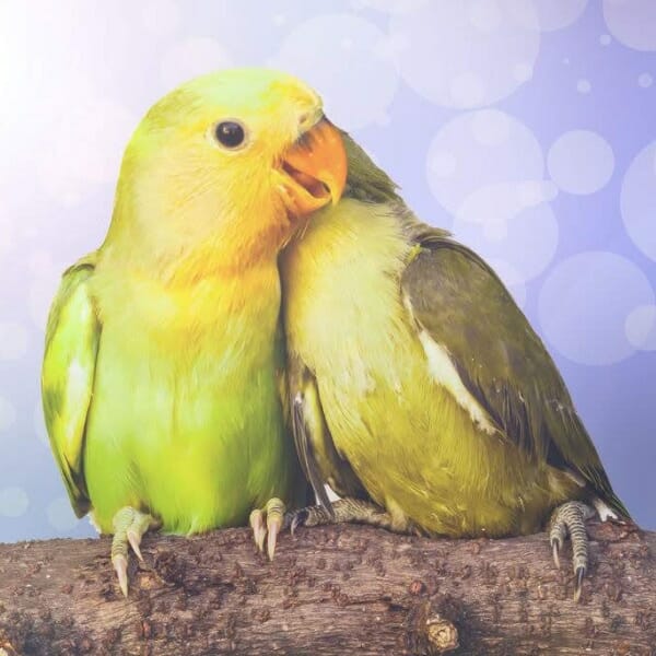 Sexing Lovebirds – On the Cheap