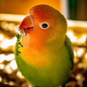 Can I Put a Pair of Parakeets Into a Cage With a Lovebird?