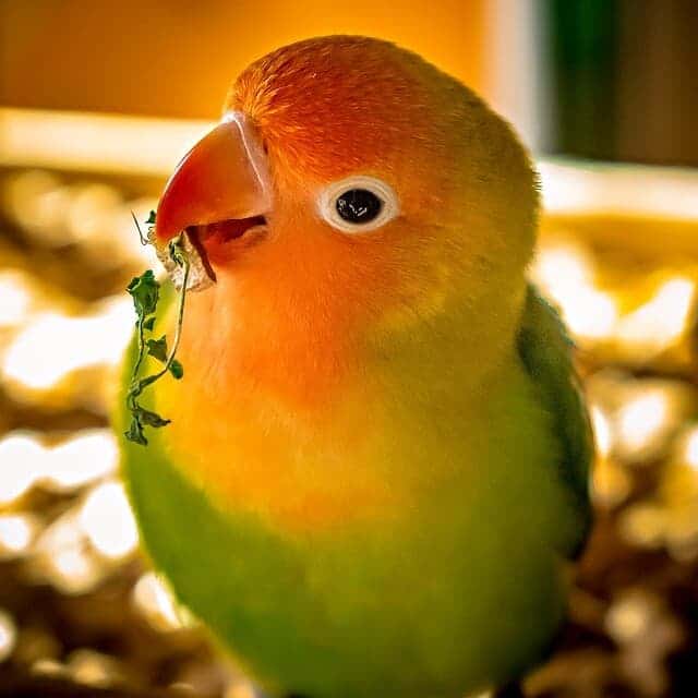 Can I Put a Pair of Parakeets Into a Cage With a Lovebird?