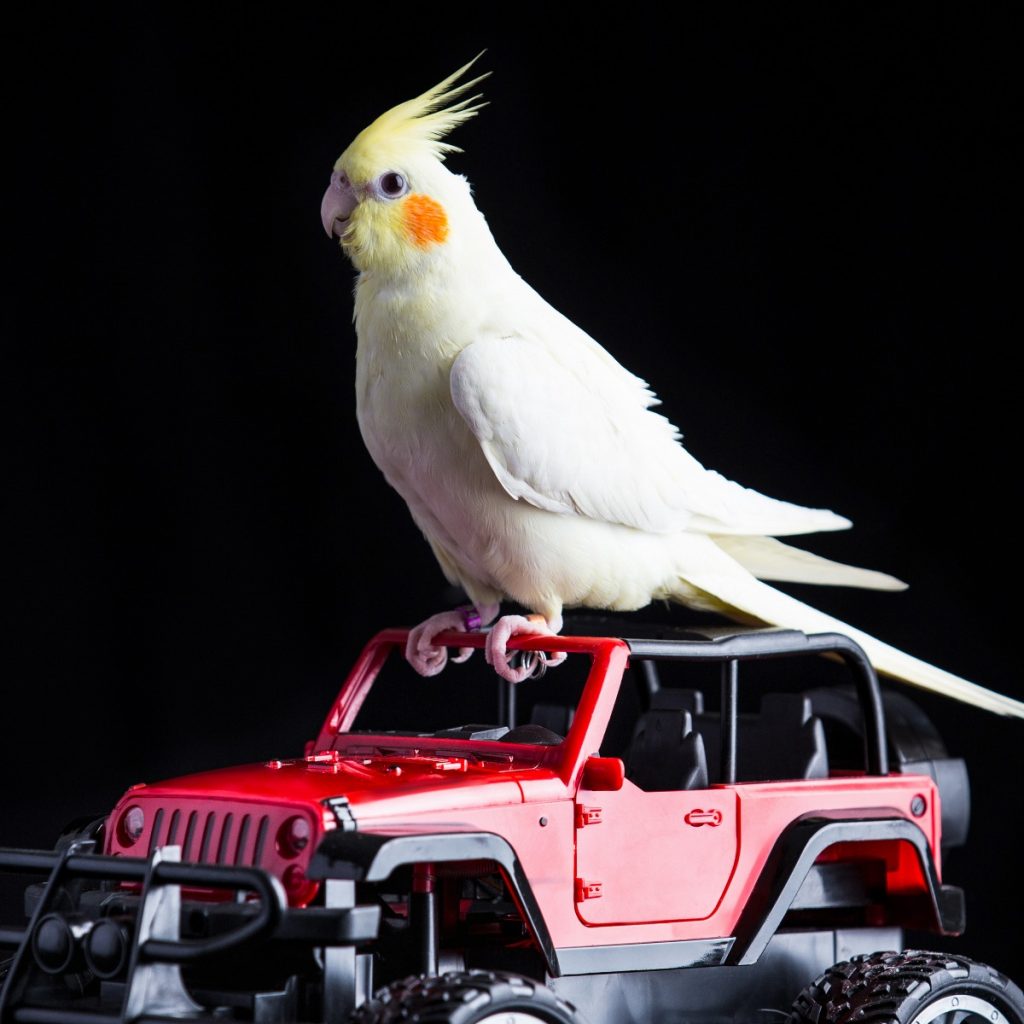 Can You Provide A Routine For Clicker Training Cockatiels? - Windy City ...