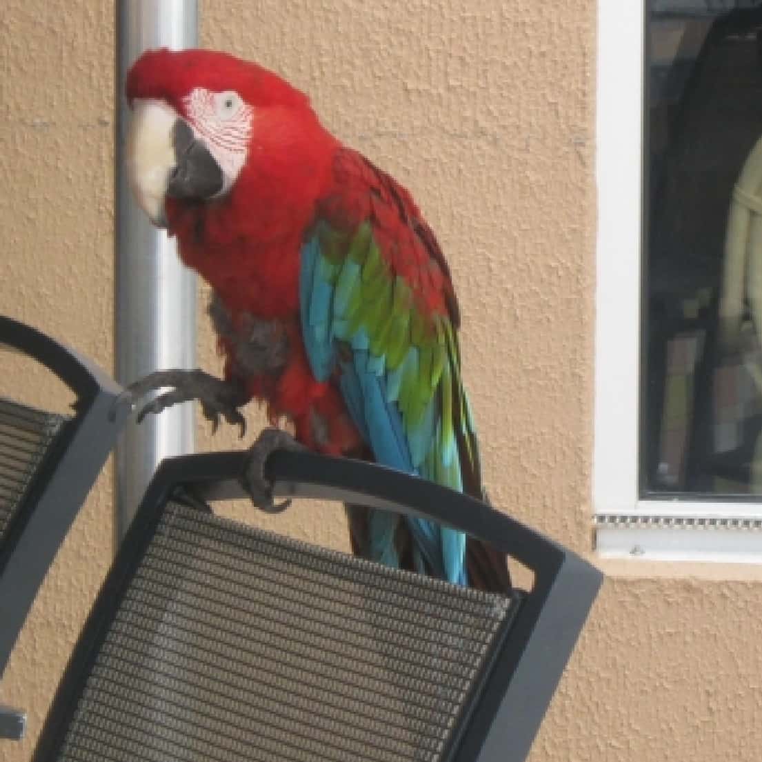 Should You Let Pet Birds Fly Around Your Home Freely?