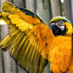 Blue and Gold Macaw parrot with bad wing clipping job