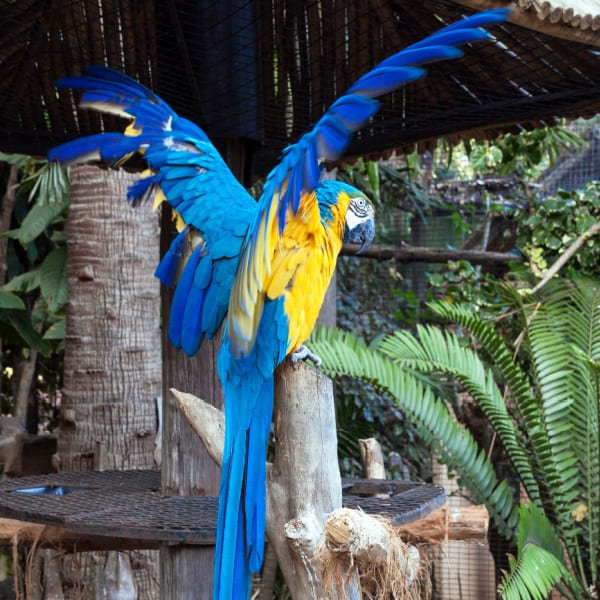Alpha Male Macaw Tip