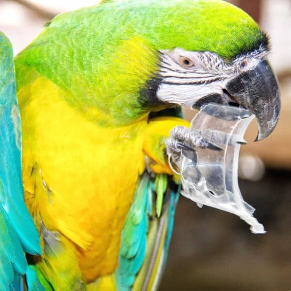 Blue and gold macaw parrot biting part of a plastic cup