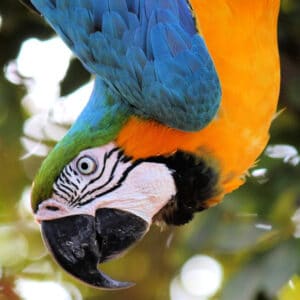 Which Larger Parrot Species Is the Least Difficult to Take Care of?