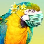 Close up macaw parrot wearing breathing mask and a flower crown