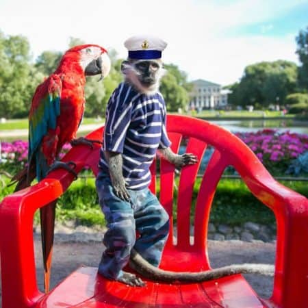 scarlet macaw parrot and monkey standing on red out door chair