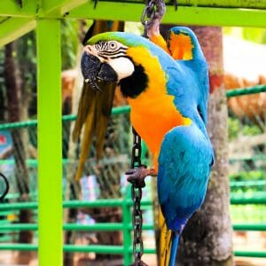 Do Parrots Know What They’re Saying or Are They Just Repeating Sounds?