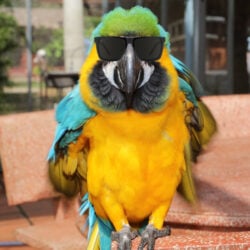 Blue and gold macaw parrot looking into camera wearing sunglasses