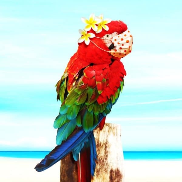 Scarlet macaw wearing surgical mask on post at the beach
