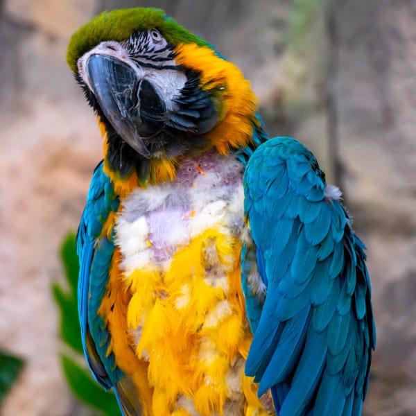 Feather Plucking Parrots – a Questionnaire to Help Work Through the Problem