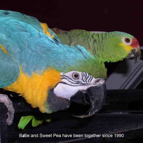 Blue and gold macaw and red lored amazon parrots close up against dark background