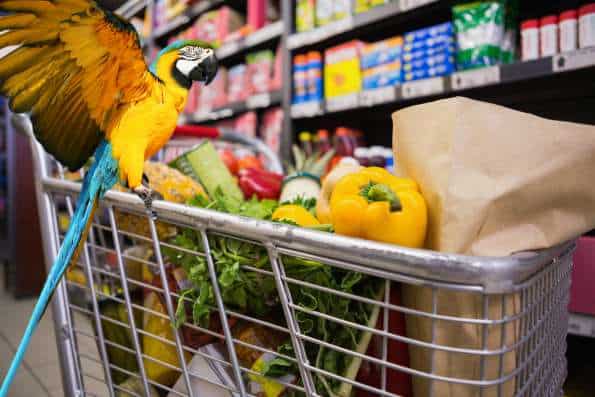 Blue and gold macaw parrot on full shopping cart in grocery store