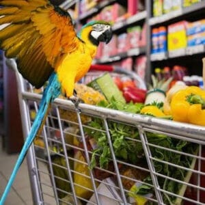 Is Human Food Killing Your Bird?