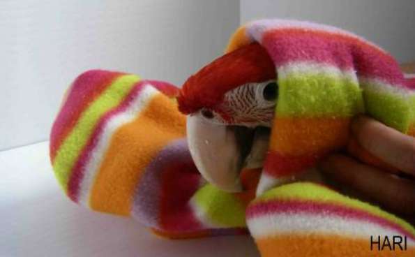 macaw parrot wrapped in towel