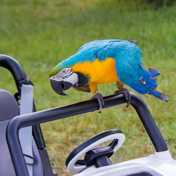 Understanding How My Bird Can End as a Splat on My Car’s Windshield